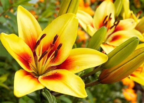 Azucena Flowers: Symbolism and Growing Tips .